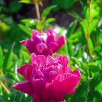 Всех фотографинь с наступающим праздником! :: Александр Силинский