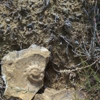 раньше здесь была жизнь :: Ольга Косачова