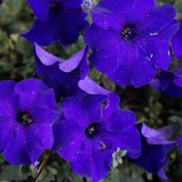 Петунии :: Алёна Савина