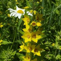 Вербейник :: Freddy 97