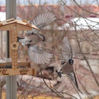 Смена состава. :: Татьяна Бравая