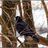 Грач :: Михаил Кобзев