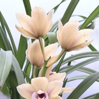 Орхидеи :: Любовь Орхидеи :: Любовь