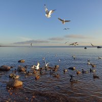 Море, чайки...и утки! :: Лилия *