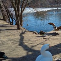 Март в ростовском зоопарке :: Нина Бутко
