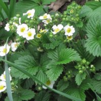 Расцвела клубника :: Дмитрий Никитин