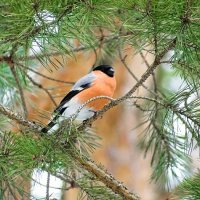 Лесной красавец. :: Милешкин Владимир Алексеевич 