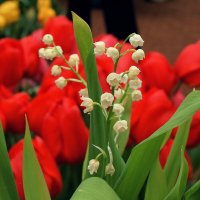 Светлого мая привет. :: Татьяна Помогалова