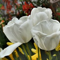Белые тюльпаны. :: Татьяна Помогалова