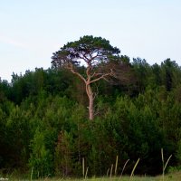 Берега Белого моря :: Игорь Корф