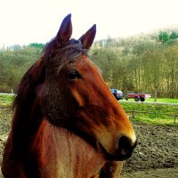 Из жизни животных(серия) :: Владимир Манкер