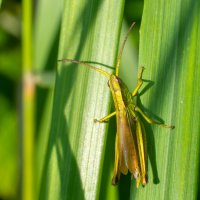 Лето. Макро :: Владимир Лазарев