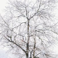 Дерево в метель :: Илья Шенгелия