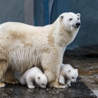 Белый :: SanSan 