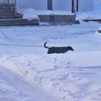 Март...Прогулка  с собакой в мороз минус 26 с! :: Владимир 