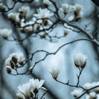 Magnolia denudata :: Дмитрий 