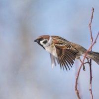 *** :: Виктор Иванович Чернюк