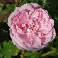 Роза. :: сергей ермошкин