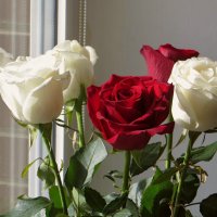 С праздником, девочки, с праздником, милые! Будьте цветущие, будьте красивые! :: Татьяна Смоляниченко