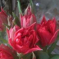 В капельках нежности :: Елена Семигина