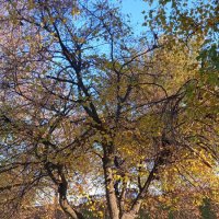 октябрь :: Елена Шаламова