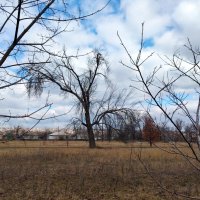 Дерево :: Наталья (ShadeNataly) Мельник