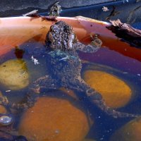 Ждёт подругу. :: ВикТор Быстров