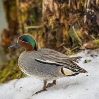 Чирок-свистунок. :: Sergey (Apg)