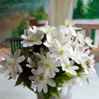 Ветреница дубравная :: Лариса С.