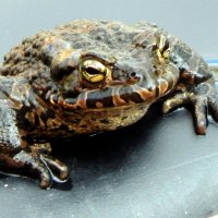 Директор лужи. :: ВикТор Быстров