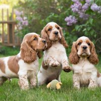 щенки :: СЕРГЕЙ ФИЛОЧКИН