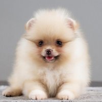 Щенок :: СЕРГЕЙ ФИЛОЧКИН