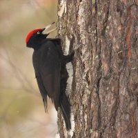 **** :: Владилен Панченко