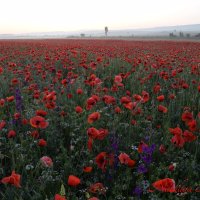 Природа Крыма :: Изумительная Космея