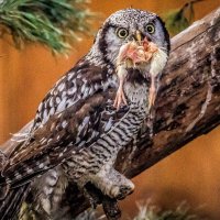 сыч с добычей :: Аркадий Лаптенко