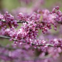 Весеннее настроение :: Oleg S