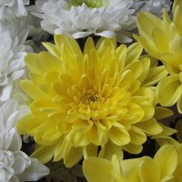 Хризантемы :: Freddy 97