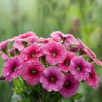 Друзья! С наступающим Вас праздником 8 марта !!! :: МАРИЯ ПОПОВА