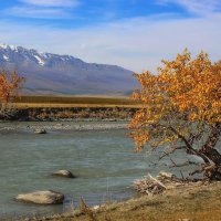 У курайского моста :: елена беликова