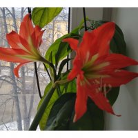 Не опоздал, расцвел! :: Galaelina ***