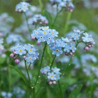 Друзья! С наступающим Вас праздником 8 марта !!! :: МАРИЯ ПОПОВА