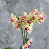 Моя коллекция орхидей :: Irene Irene