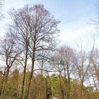 Мартовское утро :: Андрей Снегерёв