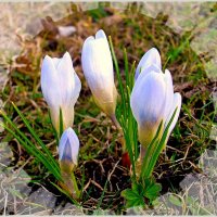 С наступающим 8 марта, подруги мои милые! :: Лия ☼