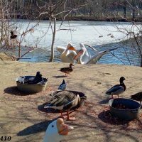 Март в ростовском зоопарке :: Нина Бутко Март в ростовском зоопарке :: Нина Бутко