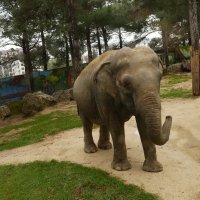 По улицам слона водили... :: Маргарита Авраменко