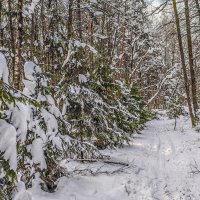 В февральском лесу после метели :: Владимир Езеров 