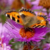 опять про бабочек...527 :: Александр Прокудин