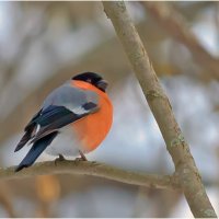 Снегурок :: Валентин Котляров