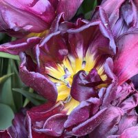 ЖивопИсь :: Любовь 